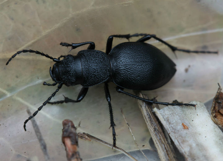 California Night-stalking Tiger Beetle